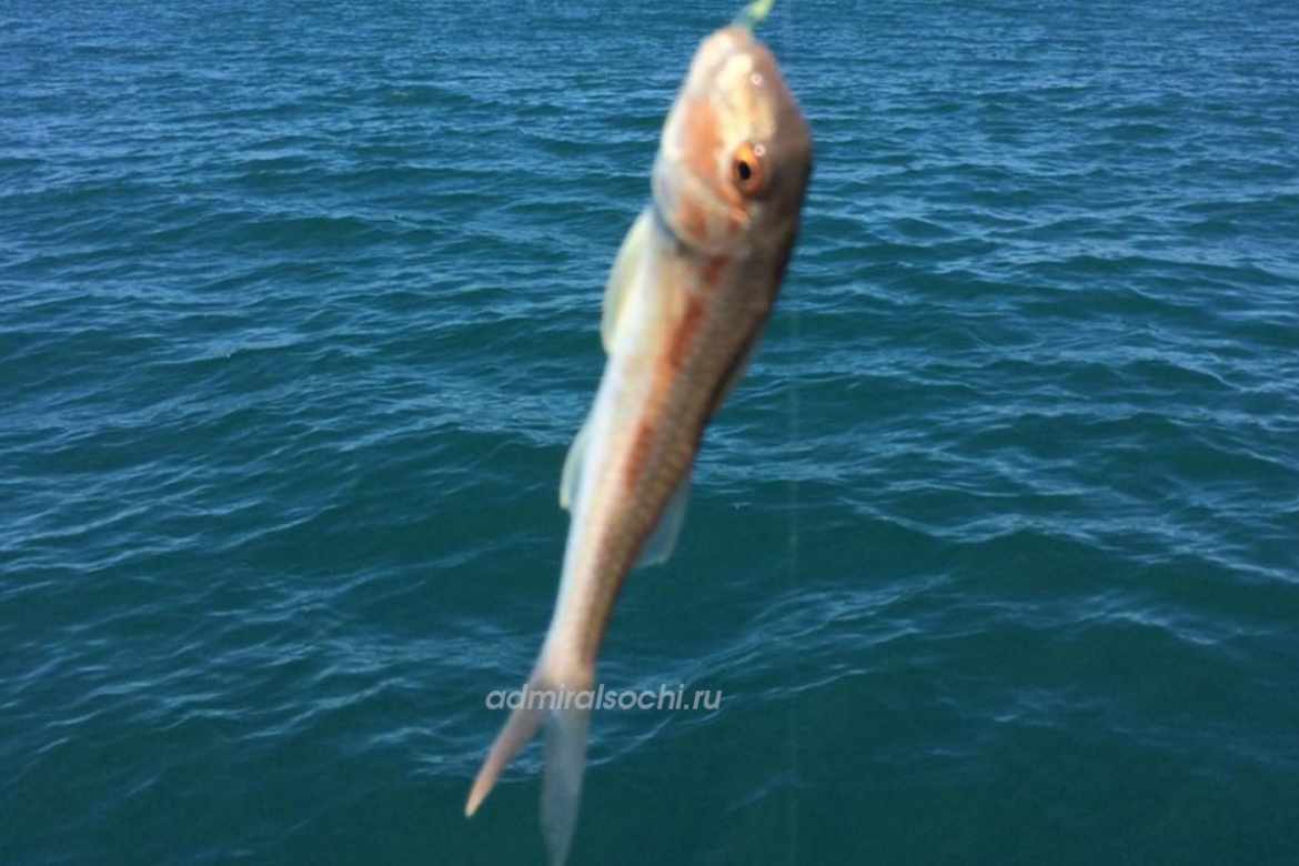Рыбалка на море в Сочи
